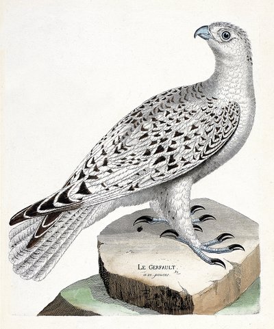 Zoolojik harita (ornitoloji): gerfault (gerfaut falcon veya falco rusticolus). Francois Nicolas Martinet (1731-1800) tarafından "Görünen ve Hassas Yönleriyle Boyanmış Kuşların Tarihi" adlı illüstrasyon. Özel koleksiyon. by Francois Nicolas Martinet