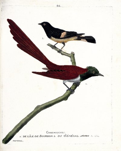 Zoolojik harita (ornitoloji): burbon adasından (Shama de Madagaskar veya copsychus albospecularis) gob-fly (gobemouche) ve Senegal