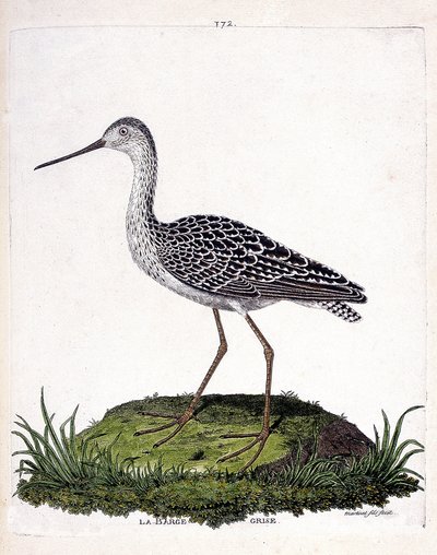 Zoolojik harita (ornitoloji): gri mavna (kırmızı mavna veya limosa lapponica). Francois Nicolas Martinet (1731-1800) tarafından "Görünen ve Hassas Yönleriyle Boyanmış Kuşların Tarihi" adlı illüstrasyon. Özel koleksiyon. by Francois Nicolas Martinet
