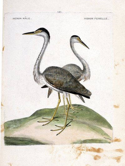 Zoolojik harita (ornitoloji): erkek ve dişi balıkçıl (balıkçıl külü veya ardea cinerea). Francois Nicolas Martinet (1731-1800) tarafından "Görünen ve Hassas Yönleriyle Boyanmış Kuşların Tarihi" adlı illüstrasyon. Özel koleksiyon. by Francois Nicolas Martinet