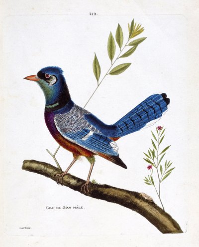 Zoolojik grafik (ornitoloji): erkek siam alakargası (mavi alakarga veya cyanocitta cristata) bir dalda. Francois Nicolas Martinet (1731-1800) tarafından "Görünen ve Hassas Yönleriyle Boyanmış Kuşların Tarihi" adlı illüstrasyon. Özel koleksiyon. by Francois Nicolas Martinet