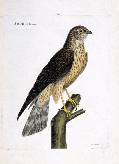 Zoolojik grafik (ornitoloji): bir dalda erkek soubuse (busard saint martin veya circus cyaneus). Francois Nicolas Martinet (1731-1800) tarafından "Görünen ve Hassas Yönleriyle Boyanmış Kuşların Tarihi" adlı illüstrasyon. Özel koleksiyon. by Francois Nicolas Martinet