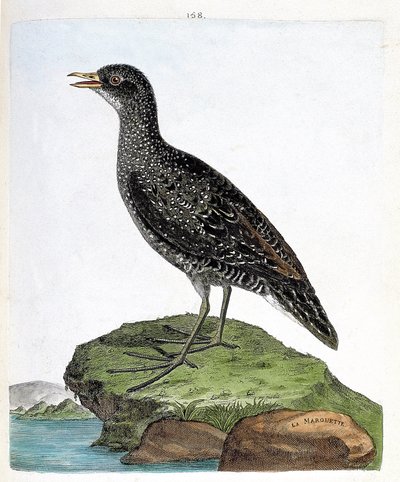 Zoolojik harita (ornitoloji): marouette (nokta marouette veya porzana porzana). Francois Nicolas Martinet (1731-1800) tarafından "Görünen ve Hassas Yönleriyle Boyanmış Kuşların Tarihi" adlı illüstrasyon. Özel koleksiyon. by Francois Nicolas Martinet