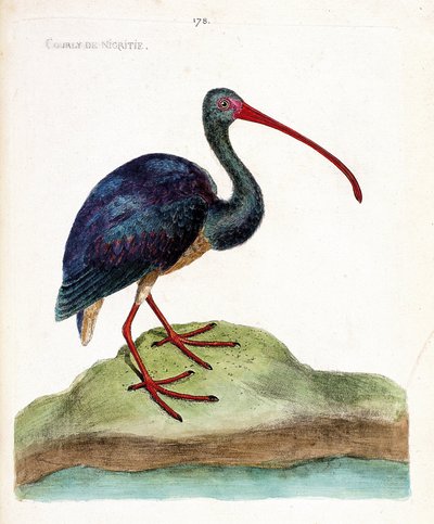 Zoolojik harita (ornitoloji): nigritie