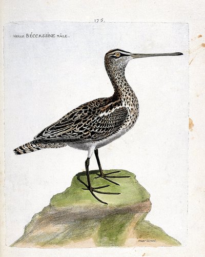 Zoolojik harita (ornitoloji): yaşlı erkek becassine (bataklık becassine veya gallinago gallinago). Francois Nicolas Martinet (1731-1800) tarafından "Görünen ve Hassas Yönleriyle Boyanmış Kuşların Tarihi" adlı illüstrasyon. Özel koleksiyon. by Francois Nicolas Martinet