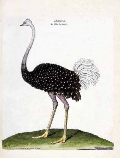 Zoolojik harita (ornitoloji): devekuşu (struthio camelus). Francois Nicolas Martinet (1731-1800) tarafından "Görünen ve Hassas Yönleriyle Boyanmış Kuşların Tarihi" adlı illüstrasyon. Özel koleksiyon. by Francois Nicolas Martinet