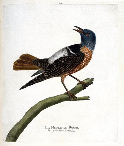 Zoolojik harita (ornitoloji): kara karatavuk (kara karatavuk veya monticola saxatilis). Francois Nicolas Martinet (1731-1800) tarafından "Görünen ve Hassas Yönleriyle Boyanmış Kuşların Tarihi" adlı illüstrasyon. Özel koleksiyon. by Francois Nicolas Martinet