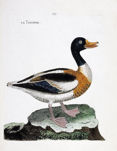 Zoolojik harita (ornitoloji): tadorne (tadorne de belon veya tadorna tadorna). Francois Nicolas Martinet (1731-1800) tarafından "Görünen ve Hassas Yönleriyle Boyanmış Kuşların Tarihi" adlı illüstrasyon. Özel koleksiyon. by Francois Nicolas Martinet