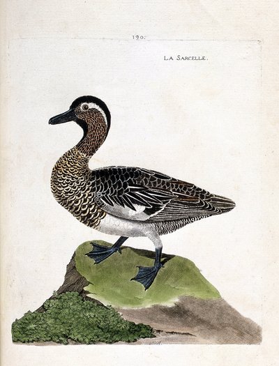 Zoolojik harita (ornitoloji): deniz mavisi (yaz deniz mavisi veya anas querquedula). Francois Nicolas Martinet (1731-1800) tarafından "Görünen ve Hassas Yönleriyle Boyanmış Kuşların Tarihi" adlı illüstrasyon. Özel koleksiyon. by Francois Nicolas Martinet