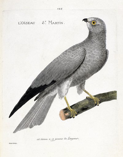 Zoolojik çizelge (ornitoloji): bir daldaki kuş aziz martin (busard aziz martin veya sirk cyaneus). Francois Nicolas Martinet (1731-1800) tarafından "Görünen ve Hassas Yönleriyle Boyanmış Kuşların Tarihi" adlı illüstrasyon. özel koleksiyon by Francois Nicolas Martinet