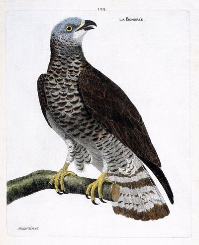 Zoolojik harita (ornitoloji): bir daldaki bağ (apivore bondree veya pernis apivorus). Francois Nicolas Martinet (1731-1800) tarafından "Görünen ve Hassas Yönleriyle Boyanmış Kuşların Tarihi" adlı illüstrasyon. Özel koleksiyon. by Francois Nicolas Martinet