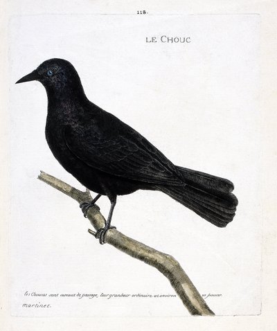 Zoolojik harita (ornitoloji): Bir daldaki lahana (kulelerin lahanası veya corvus monedula). Francois Nicolas Martinet (1731-1800) tarafından "Görünen ve Hassas Yönleriyle Boyanmış Kuşların Tarihi" adlı illüstrasyon. Özel koleksiyon. by Francois Nicolas Martinet