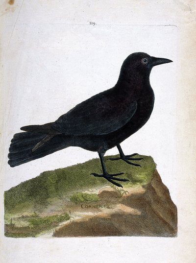 Zoolojik harita (ornitoloji): karga (kara karga veya corvus corone). Francois Nicolas Martinet (1731-1800) tarafından "Görünen ve Hassas Yönleriyle Boyanmış Kuşların Tarihi" adlı illüstrasyon. Özel koleksiyon. by Francois Nicolas Martinet