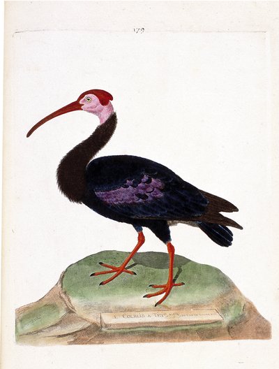 Zoolojik çizelge (ornitoloji): Kıvırcık, çıplak bir umut başlığına sahiptir (ibis du cap veya geronticus calvus). Francois Nicolas Martinet (1731-1800) tarafından "Görünüşleri ve Hassas Yönleriyle Boyanmış Kuşların Tarihi" adlı illüstrasyon. P by Francois Nicolas Martinet