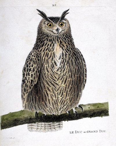 Zoolojik çizelge (ornitoloji): Bir daldaki dük ya da büyük dük (büyük dük ya da bubo bubo). Francois Nicolas Martinet (1731-1800) tarafından "Görünen ve Hassas Yönleriyle Boyanmış Kuşların Tarihi" adlı illüstrasyon. Özel koleksiyon. by Francois Nicolas Martinet
