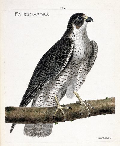 Zoolojik harita (ornitoloji): şahin bir dalda çıkar veya şahin çıkar (pelerine şahin veya falco peregrinus). Francois Nicolas Martinet (1731-1800) tarafından "Görünen ve Hassas Yönleriyle Boyanmış Kuşların Tarihi" adlı illüstrasyon. Pri by Francois Nicolas Martinet
