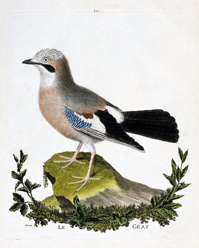 Zoolojik çizelge (ornitoloji): geay (kanal alakargası veya garrulus glandarius). Francois Nicolas Martinet (1731-1800) tarafından "Görünen ve Hassas Yönleriyle Boyanmış Kuşların Tarihi" adlı illüstrasyon. Özel koleksiyon. by Francois Nicolas Martinet