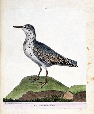 Zoolojik harita (ornitoloji): gri maubeche (mor gaga veya calidris maritima). Francois Nicolas Martinet (1731-1800) tarafından "Görünen ve Hassas Yönleriyle Boyanmış Kuşların Tarihi" adlı illüstrasyon. Özel koleksiyon. by Francois Nicolas Martinet