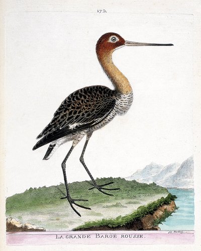 Zoolojik harita (ornitoloji): büyük kırmızı mavna (siyah kuyruklu mavna veya limosa limosa). Francois Nicolas Martinet (1731-1800) tarafından "Görünen ve Hassas Yönleriyle Boyanmış Kuşların Tarihi" adlı illüstrasyon. Özel koleksiyon. by Francois Nicolas Martinet