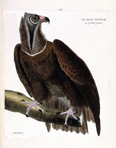 Zoolojik harita (ornitoloji): Bir daldaki büyük akbaba (keşiş akbaba veya aegipius monachus). Francois Nicolas Martinet (1731-1800) tarafından "Görünen ve Hassas Yönleriyle Boyanmış Kuşların Tarihi" adlı illüstrasyon. Özel koleksiyon. by Francois Nicolas Martinet