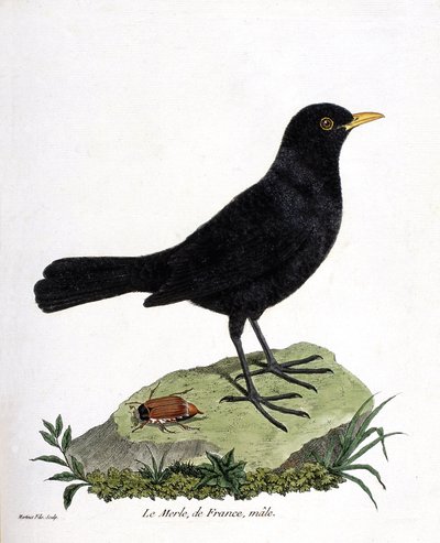 Zoolojik harita (ornitoloji): erkek karatavuk (kara karatavuk veya turdus merula). Francois Nicolas Martinet (1731-1800) tarafından "Görünen ve Hassas Yönleriyle Boyanmış Kuşların Tarihi" adlı illüstrasyon. Özel koleksiyon. by Francois Nicolas Martinet
