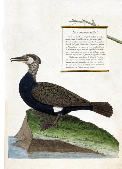 Zoolojik harita (ornitoloji): erkek karabatak (Büyük karabatak veya phalacrocorax carbo). Francois Nicolas Martinet (1731-1800) tarafından "Görünen ve Hassas Yönleriyle Boyanmış Kuşların Tarihi" adlı illüstrasyon. Özel koleksiyon. by Francois Nicolas Martinet