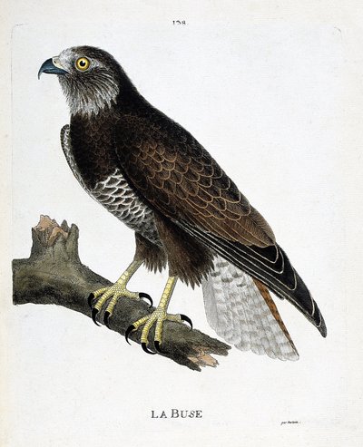 Zoolojik çizelge (ornitoloji): bir daldaki nozul (değişken nozul veya buteo buteo). Francois Nicolas Martinet (1731-1800) tarafından "Görünen ve Hassas Yönleriyle Boyanmış Kuşların Tarihi" adlı illüstrasyon. Özel koleksiyon. by Francois Nicolas Martinet