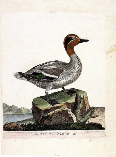 Zoolojik harita (ornitoloji): küçük deniz mavisi (kış deniz mavisi veya anas crecca). Francois Nicolas Martinet (1731-1800) tarafından "Görünen ve Hassas Yönleriyle Boyanmış Kuşların Tarihi" adlı illüstrasyon. Özel koleksiyon. by Francois Nicolas Martinet