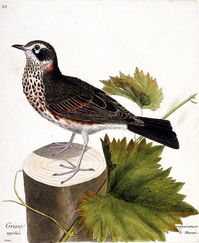 Zoolojik çizelge (ornitoloji): Bir ağaç türünde yaygın olarak mauvis (mauvis ardıç veya turdus iliacus) olarak adlandırılan pamukçuk. Francois Nicolas Martinet (1731-1800) tarafından "Görünen ve Hassas Yönleriyle Boyanmış Kuşların Tarihi" adlı illüstrasyon by Francois Nicolas Martinet