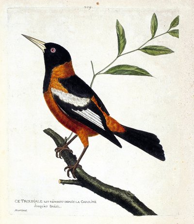 Zoolojik çizelge (ornitoloji): bir daldaki troupiale (troupiale oriole veya icterus icterus). Francois Nicolas Martinet (1731-1800) tarafından "Görünen ve Hassas Yönleriyle Boyanmış Kuşların Tarihi" adlı illüstrasyon. Özel koleksiyon. by Francois Nicolas Martinet