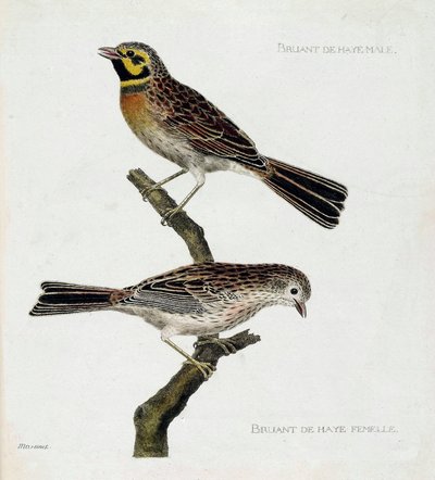 Zoolojik tablo (ornitoloji): yukarıdan aşağıya: Bir dalda erkek ve dişi Lahey Serçeleri (zizi veya emberza cirlus). Francois Nicolas Martinet (1731-1800) tarafından "Görünen ve Hassas Yönleriyle Boyanmış Kuşların Tarihi" adlı illüstrasyon. özel by Francois Nicolas Martinet