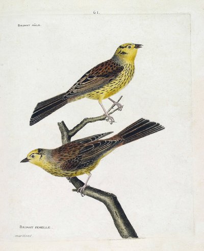 Zoolojik tablo (ornitoloji): yukarıdan aşağıya: Erkek ve dişi Serçeler (Sarı Serçe veya Emberiza citrinella). Francois Nicolas Martinet (1731-1800) tarafından "Görünen ve Hassas Yönleriyle Boyanmış Kuşların Tarihi" adlı illüstrasyon. Özel by Francois Nicolas Martinet