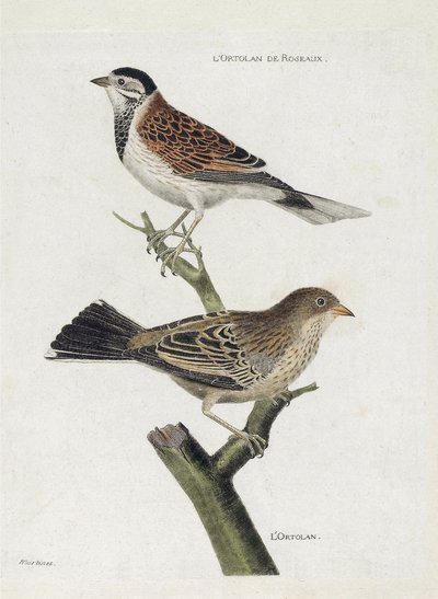 Zoolojik tablo (ornitoloji): yukarıdan aşağıya: Bir dalda Reed ortolan (Reed Sparrow veya Emberiza schoeniclus) ve Ortolan (Ortolan Sparrow veya Emberiza hortulana). “Görünen ve Hassas Yönleriyle Boyanmış Kuşların Tarihi” konulu illüstrasyon by Francois Nicolas Martinet