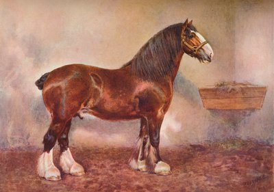 Clydedale aygırı Albion Prensi, c1900 c1910 by Frank Babbage