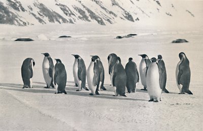 İmparator Penguenler, 1911, 1913 by Frank Debenham