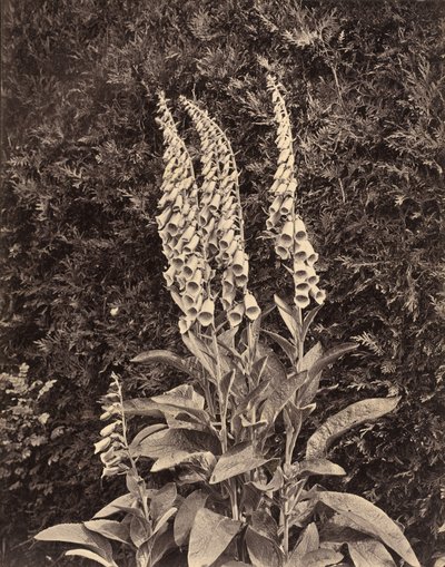 Foxgloves, c. 1860