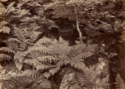 İsimsiz Fern Çalışması, 1870