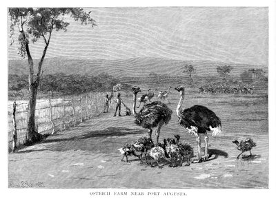 Port Augusta yakınlarındaki devekuşu çiftliği, Güney Avustralya, 1886 by Frank P. Mahony
