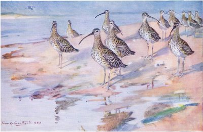 Blakeney Point