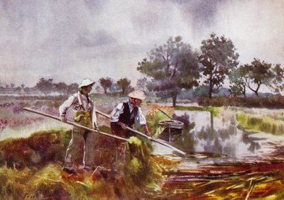 Norfolk Broads: Marshmen Ot Kaldırma by Frank Southgate