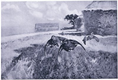 anız üzerinde by Frank Southgate