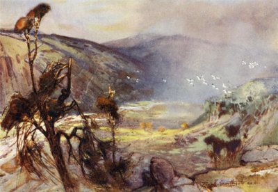 Cheviots