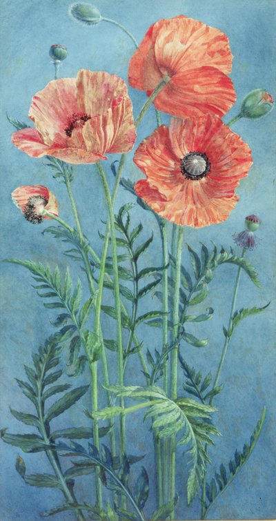Poppies, 1916 (kağıt üzerinde wc) by Frank Steeley