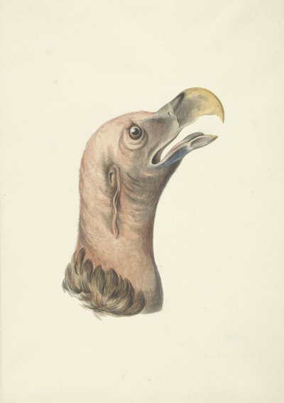 Kulaklı Akbaba Başkanı (Otogyps auricularis Daud) by François Levaillant (circle of)