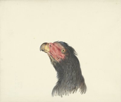 Bir akbaba başkanı by François Levaillant (circle of)