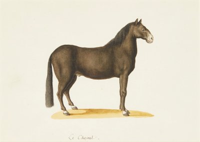 At (suluboya) by Franz Anton von (attr.to) Scheidel