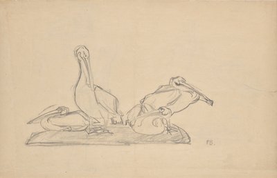 Bir grup pelikan için taslak by Franz Barwig d. Ä.
