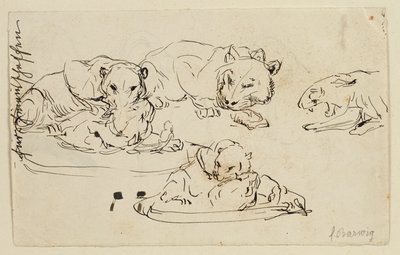 Hırıltılı Sundapanthers by Franz Barwig d. Ä.