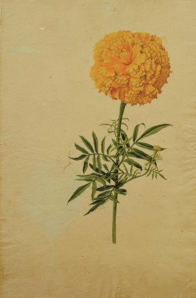 Tagetesblute by Franz Horny