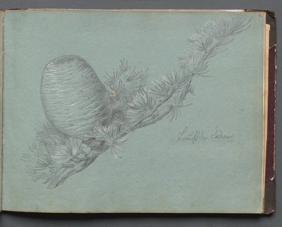 Roma ve Çevresi Manzaralı Albüm, Peyzaj Çalışmaları, sayfa 49a: Çam Kozalağı ile Yaprak Dökmeyen Dal Çalışması by Franz Johann Heinrich Nadorp